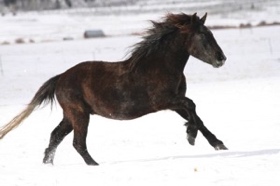 Frolicking in the spring snow.